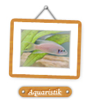 Bilder über Garnelen,Fische und Aquarien